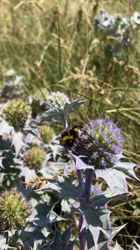 Bourdon sur une fleur de chardon.