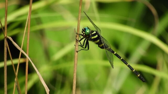 Anotogaster Sieboldii