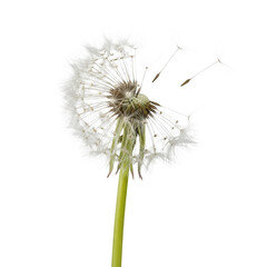 Dandelion seeds blowing in wind