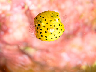ミナミハコフグ, Yellow Boxfish, Ostracion cubicus, ハハコフグ, Boxfish, Ostracion immaculatus, ハコフグ科, コフグ科, 幼魚yg , 他。 ヒリゾ浜南伊豆町中木 静岡県伊豆半島-2025 日本有数のシュノーケリングスポット。 夏の数カ月間だけ渡し船で行ける。 水質透明度魚影が素晴らしい。  © d3_plus