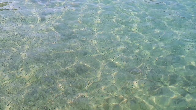 Small fish swimming in clear water near Panormitis, Symi, Greece