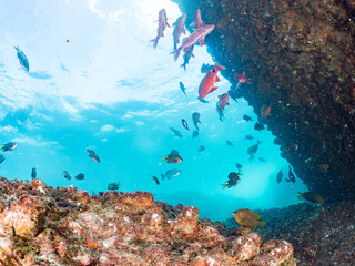 ホウライヒメジ, Whitesaddle goatfish, Parupeneus ciliatus, 
クロホシフエダイ, Black-spot Sea Perch, Lutjanus russelli, 
フエダイ, Blue-Spotted Sea Perch, Lutjanus stellatus,
キホシスズメダイ, 他。
ヒリゾ浜南伊豆町中木
静岡県伊豆半島-2025
日本有数の