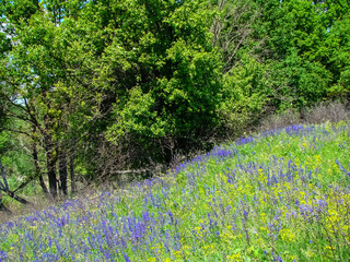 Nature in early spring in the countryside.