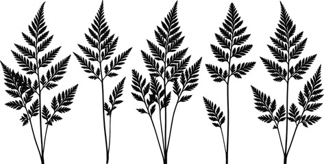 Collection of detailed fern leaf silhouettes with botanical stems and foliage, elegant vector illustration for floral design, nature themes, garden artwork, and decorative natural patterns. © Mst Jotsna