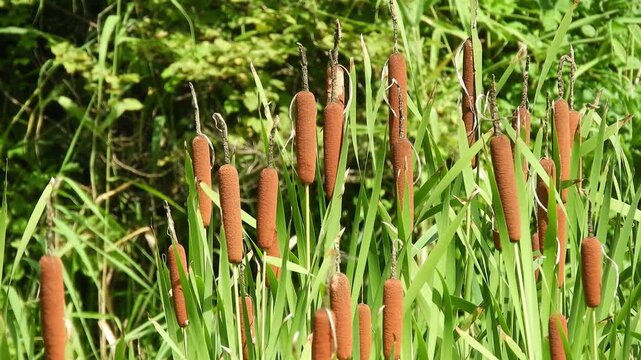 Cinematic Nature: A Field of Wild Cattails (Bulrush) Swaying in a Marsh, Iconic Waterside Scenery 夏の湿原風景：ガマの群生。水辺に多数の穂を立てる力強い生命力と、シネマティックな環境映像 撮影日：20250821-1