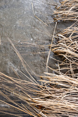 Dried Reeds on Frozen Water Surface