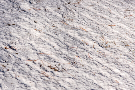 Textured snow surface with footprints and pine needles