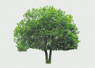 trees with vibrant green leaves, outdoors, healthy, white background.