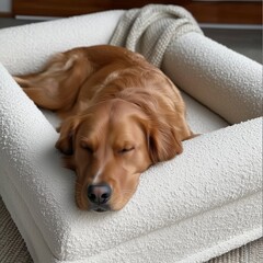 Relaxed Golden Retriever Sleeping in Cozy Bed