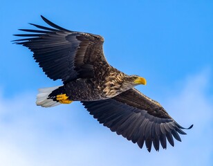 Large bird of prey with widespread wings soaring gracefully