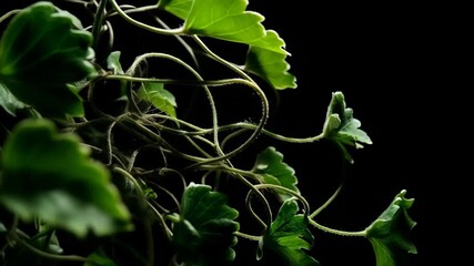 Exploring green leaves in a dark background showing intricate plant details and natural shapes in a close-up view