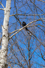 Rooks perched on bare tree branches against clear blue sky. Urban wildlife, winter nature, flock of birds, city environment, ecology, freedom, seasonal background and outdoor concept.
