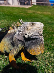 Fototapeta premium Iguana stands on grass in sunny outdoor area during bright day. Iguana is on green grass in bright sunlight with a clear background showing buildings.