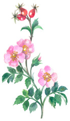 Dog-rose wildflower. Watercolor hand drawing painted illustration
