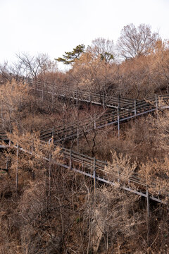 Wooden stairway winding through dry, leafless trees on a hillside hiking trail in Seoul, South Korea