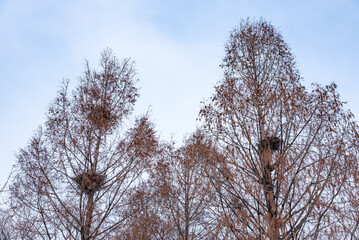 Leafless Trees with Bird Nests Against Clear Sky