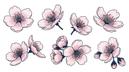 Delicate Pink Cherry Blossoms Collection, Spring Flowers Illustration