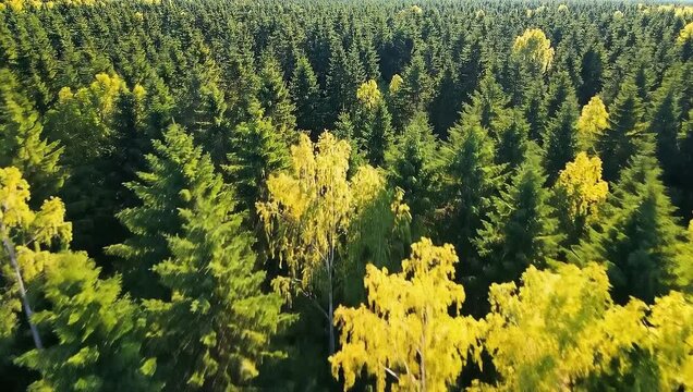 Aerial view of a lush green forest with a mix of coniferous and deciduous trees.