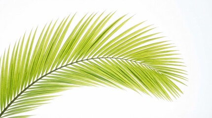 Obraz premium Vibrant Green Palm Leaf Isolated on a Clean White Background.