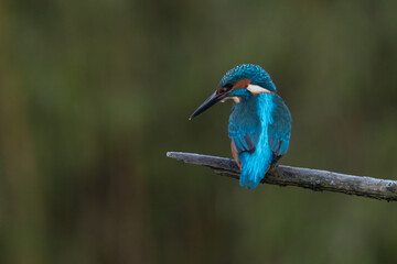 European Kingfisher in flight or perched on a twig in nature