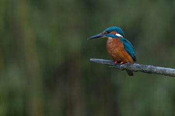 Fototapeta premium European Kingfisher in flight or perched on a twig in nature