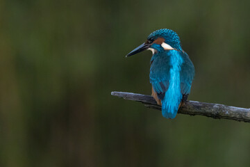 Fototapeta premium European Kingfisher in flight or perched on a twig in nature
