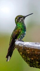 Obraz premium A vibrant green hummingbird perches on a stone edge