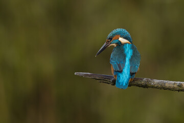 Obraz premium European Kingfisher in flight or perched on a twig in nature