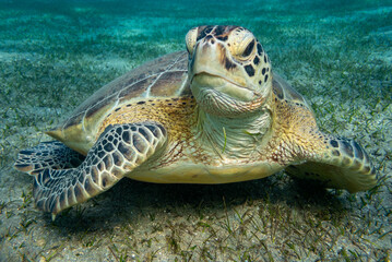 Fototapeta premium portrait of a turtle who floats in the sea
