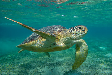 Obraz premium sea turtle swimming