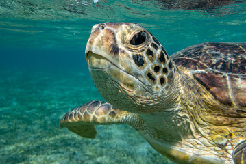 Fototapeta premium portrait of a turtle who floats in the sea