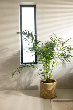 Tall potted palm is standing in woven basket near narrow window, casting layered leaf shadows