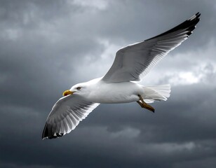 A white seagull in flight against a stormy cloudy sky
