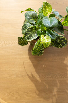 Potted variegated houseplant is sitting on warm wood tabletop and casting soft shadow, copy space