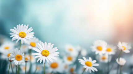 Fototapeta premium Daisies flowering in a spring field, creating a natural frame. Gentle sunlight illuminates a tranquil blue green background