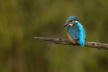 Obraz premium European Kingfisher in flight or perched on a twig in nature