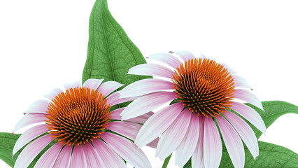 Two Pink Coneflowers with Orange Centers and Green Leaves