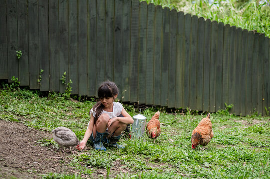 Young girl squats on the grass with chickens nearby while exploring her backyard