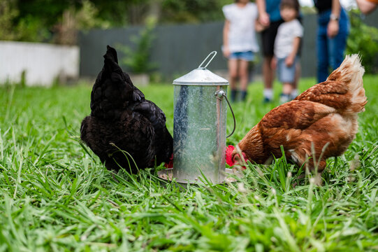 Two chickens pecking at a feeder in a lush green backyard while children play in the background