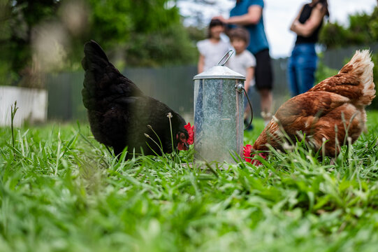 Two chickens peck at grass near a metal feeder as children play in the background