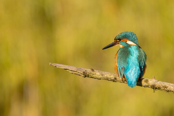 Obraz premium European Kingfisher in flight or perched on a twig in nature