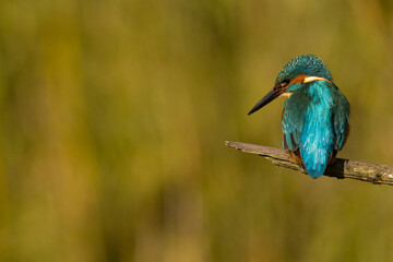 Naklejka premium European Kingfisher in flight or perched on a twig in nature