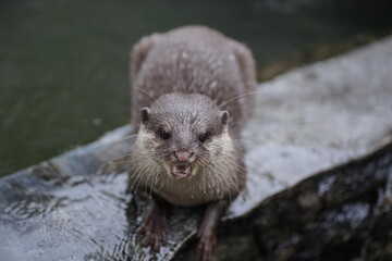 A captivating close-up portrait of an alert river otter, its fur glistening with water droplets, as it looks directly into the camera from its rocky perch near the water