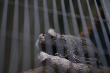 Curious common marmoset with white ear tufts perched on a branch, viewed through subtle enclosure reflections, showcasing an alert and thoughtful expression