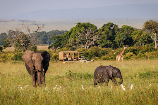 A family of elephants roams through Kenya's famed Masai Mara.