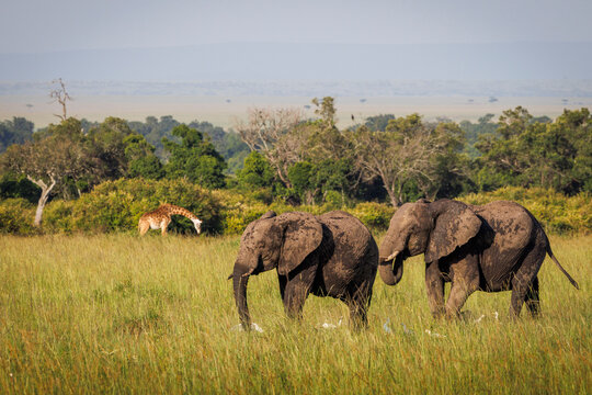 A family of elephants roams through Kenya's famed Masai Mara.