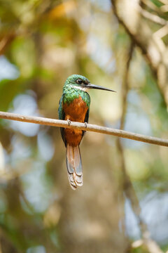 Rufous-tailed jacamar bird perched on branch in tropical forest
