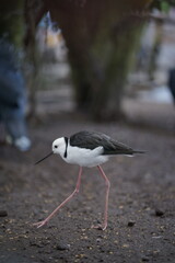Obraz premium Black-winged stilt with remarkably long, slender pink legs and striking black and white plumage, elegantly walking on textured ground in a peaceful natural outdoor setting