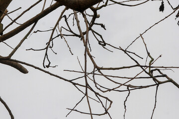 Dry tree branches isolated on white background. Concept of dry season, sadness, environmental damage, climate crisis.
