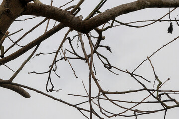 Dry tree branches isolated on white background. Concept of dry season, sadness, environmental damage, climate crisis.